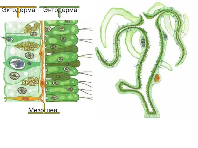 Эктодерма Энтодерма Мезоглея