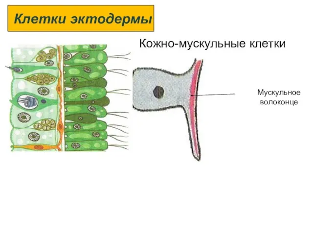 Кожно-мускульные клетки Мускульное волоконце Клетки эктодермы