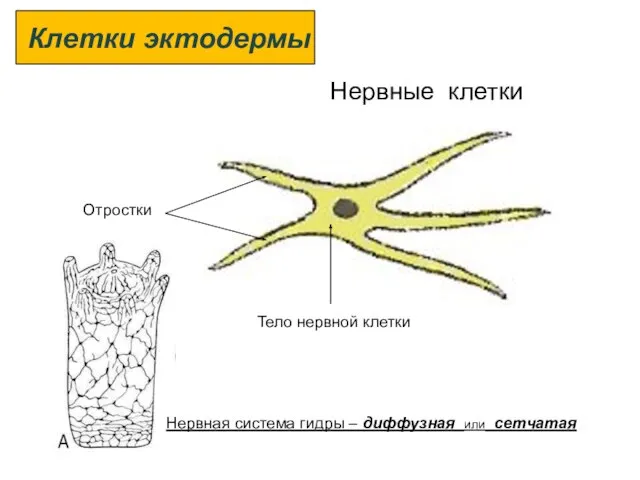 Нервные клетки Отростки Тело нервной клетки Клетки эктодермы Нервная система гидры – диффузная или сетчатая