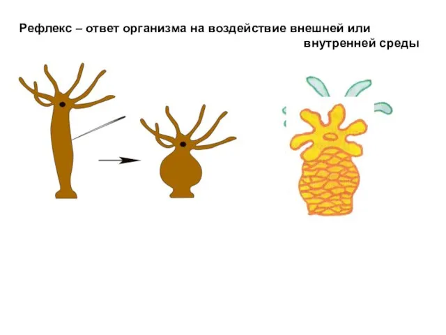 Рефлекс – ответ организма на воздействие внешней или внутренней среды