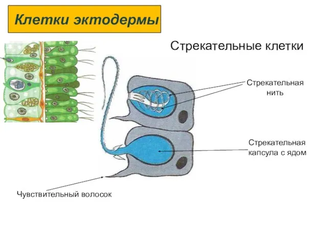 Стрекательные клетки Чувствительный волосок Стрекательная капсула с ядом Стрекательная нить Клетки эктодермы