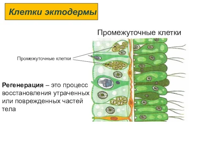 Промежуточные клетки Промежуточные клетки Клетки эктодермы Регенерация – это процесс восстановления утраченных или поврежденных частей тела