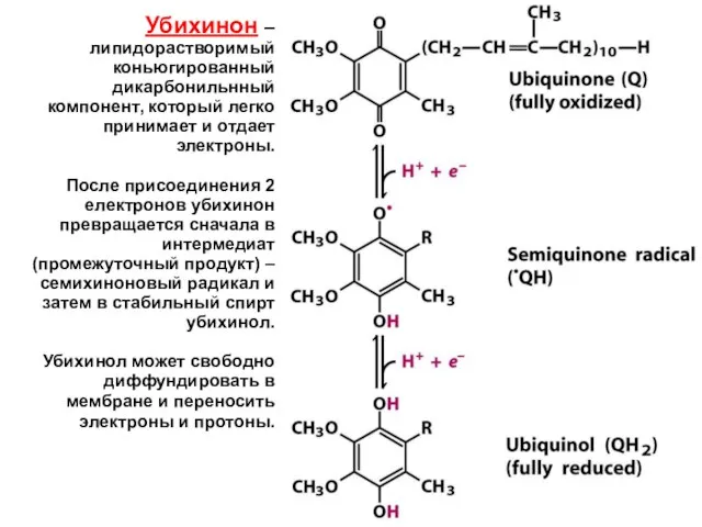 Убихинон – липидорастворимый коньюгированный дикарбонильнный компонент, который легко принимает и отдает