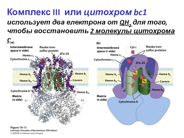 Комплекс III или цитохром bc1 использует два електрона от QH2 для