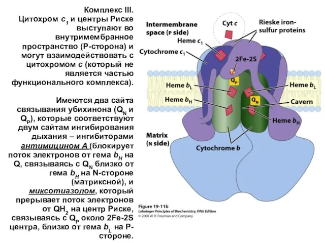 Комплекс III. Цитохром c1 и центры Риске выступают во внутримембранное пространство