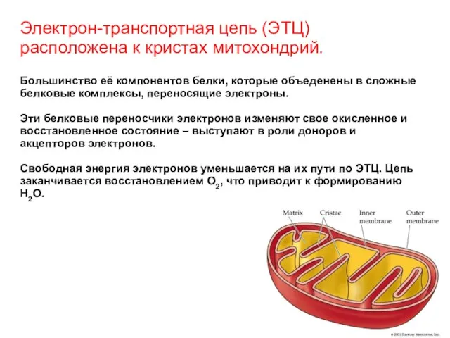 Электрон-транспортная цепь (ЭТЦ) расположена к кристах митохондрий. Большинство её компонентов белки,