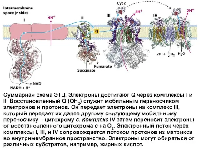 Суммарная схема ЭТЦ. Электроны достигают Q через комплексы I и II.