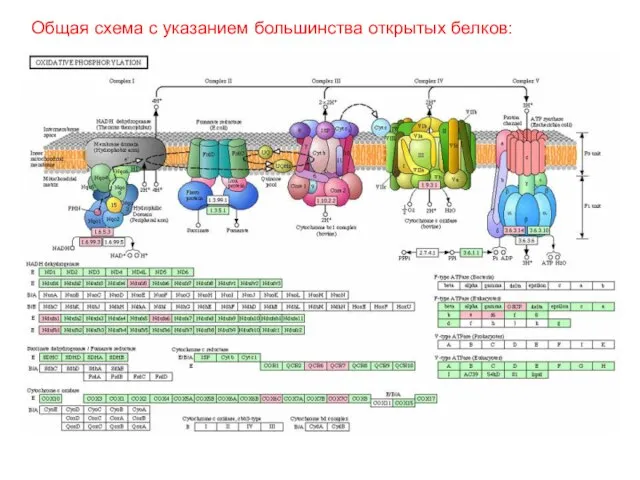 Общая схема с указанием большинства открытых белков: