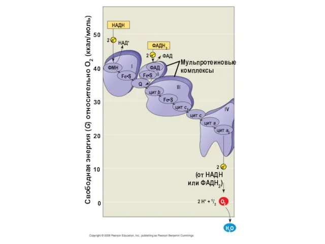 НАДH НАД+ 2 ФAДH2 2 ФAД Мульпротеиновые комплексы ФАД Fe•S ФМН