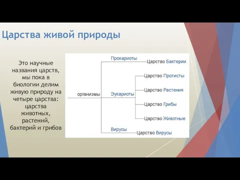 Царства живой природы Это научные названия царств, мы пока в биологии