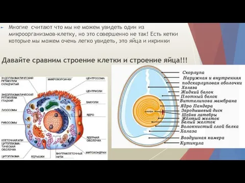 Многие считают что мы не можем увидеть один из микроорганизмов-клетку, но