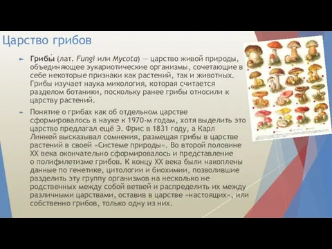 Царство грибов Грибы́ (лат. Fungi или Mycota) — царство живой природы,