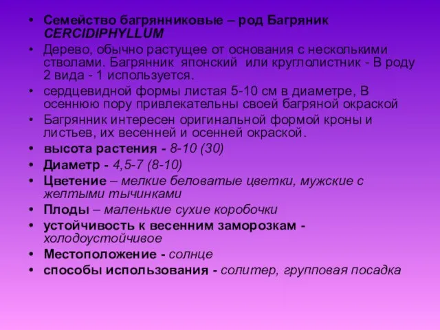 Семейство багрянниковые – род Багряник CERCIDIPHYLLUM Дерево, обычно растущее от основания