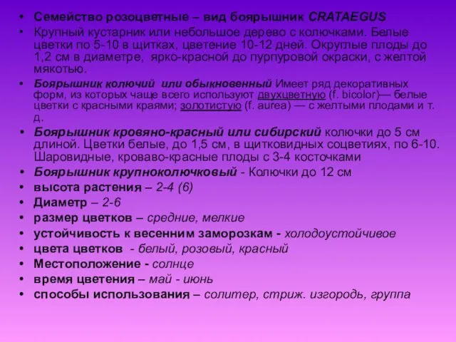 Семейство розоцветные – вид боярышник CRATAEGUS Крупный кустарник или небольшое дерево