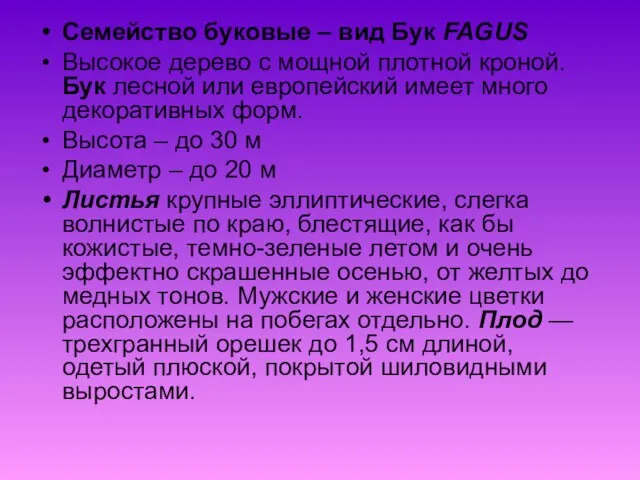 Семейство буковые – вид Бук FAGUS Высокое дерево с мощной плотной