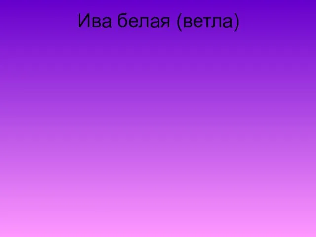 Ива белая (ветла)