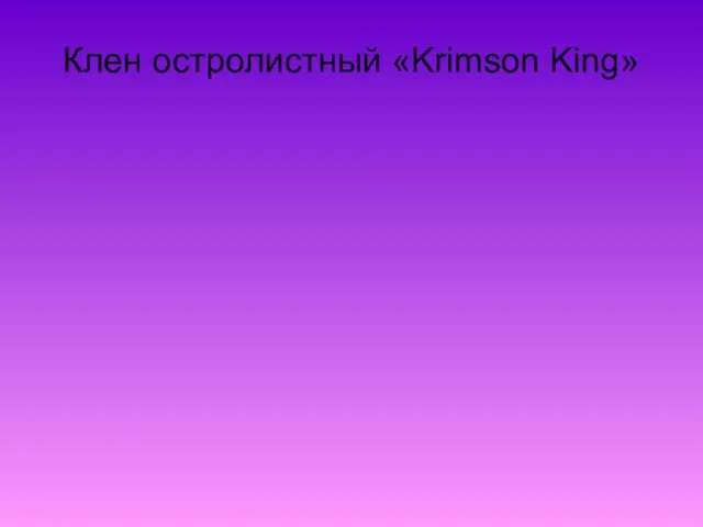 Клен остролистный «Krimson King»