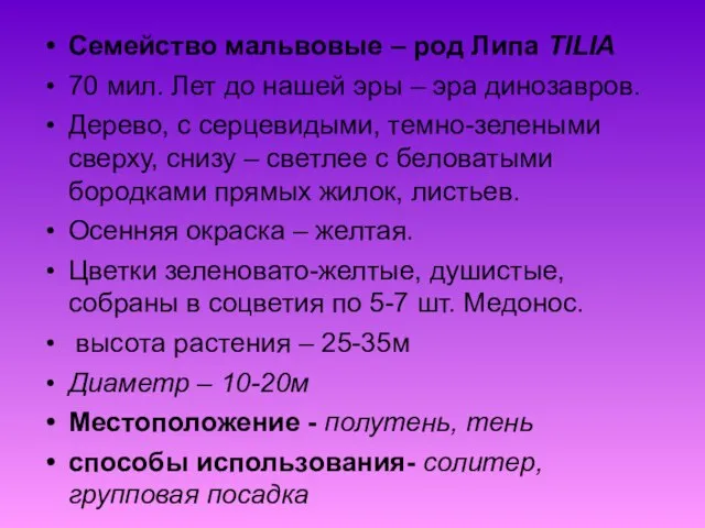 Семейство мальвовые – род Липа TILIA 70 мил. Лет до нашей