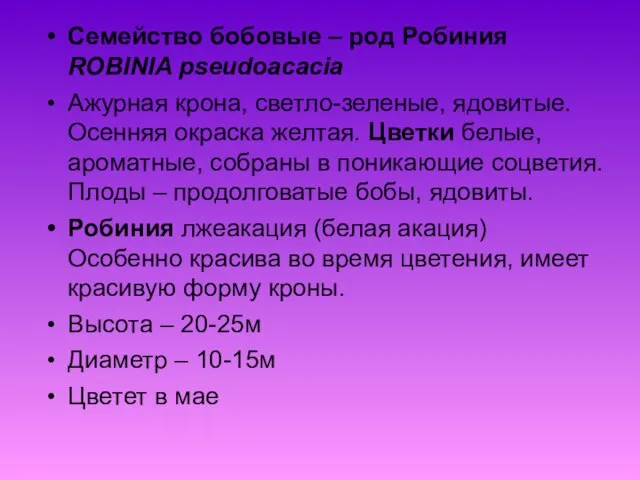 Семейство бобовые – род Робиния ROBINIA pseudoacacia Ажурная крона, светло-зеленые, ядовитые.