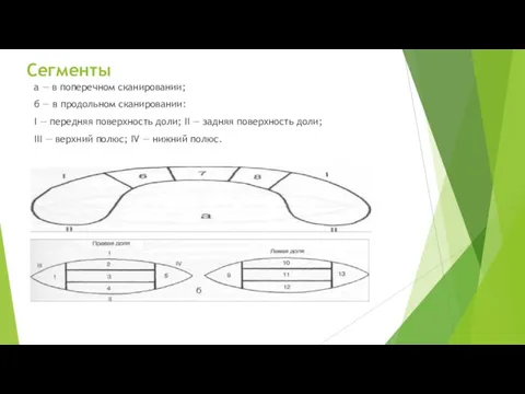 Сегменты а — в поперечном сканировании; б — в продольном сканировании: