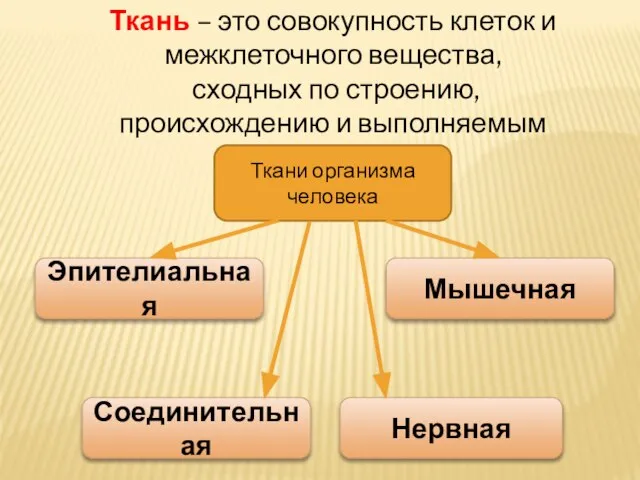 Ткань – это совокупность клеток и межклеточного вещества, сходных по строению,