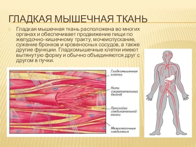 ГЛАДКАЯ МЫШЕЧНАЯ ТКАНЬ Гладкая мышечная ткань расположена во многих органах и