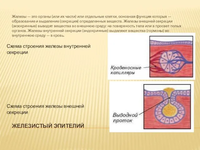ЖЕЛЕЗИСТЫЙ ЭПИТЕЛИЙ Железы — это органы (или их части) или отдельные