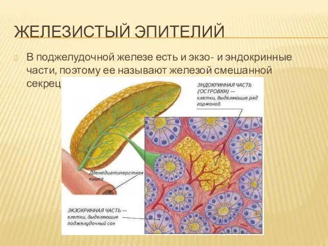 ЖЕЛЕЗИСТЫЙ ЭПИТЕЛИЙ В поджелудочной железе есть и экзо- и эндокринные части,