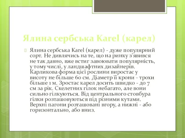 Ялина сербська Karel (карел) Ялина сербська Karel (карел) - дуже популярний