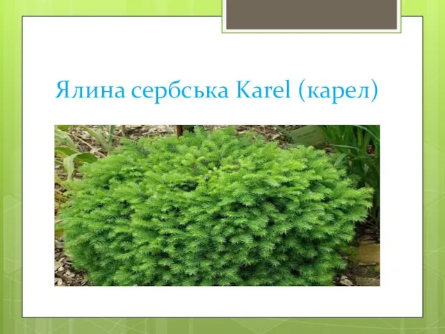 Ялина сербська Karel (карел)