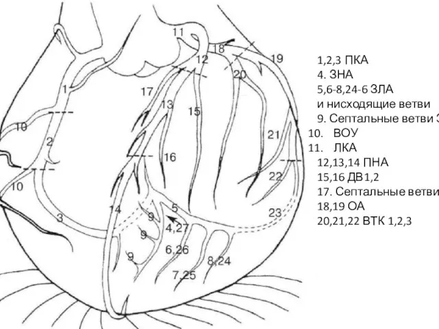 1,2,3 ПКА 4. ЗНА 5,6-8,24-6 ЗЛА и нисходящие ветви 9. Септальные