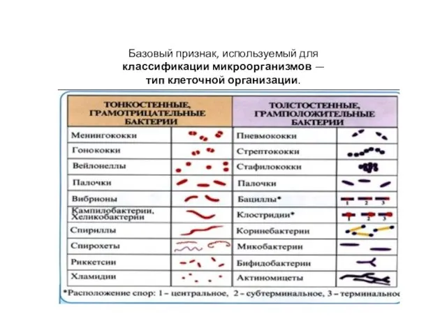 Базовый признак, используемый для классификации микроорганизмов — тип клеточной организации.