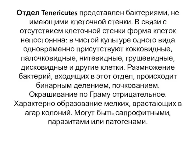 Отдел Tenericutes представлен бактериями, не имеющими клеточной стенки. В связи с