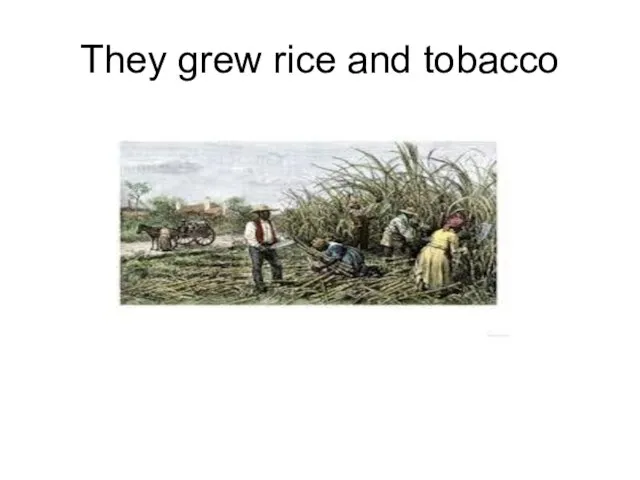 They grew rice and tobacco