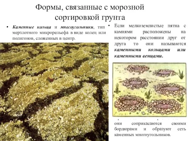 Формы, связанные с морозной сортировкой грунта Каменные кольца и многоугольники, тип