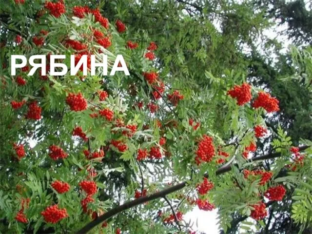 РЯБИНА