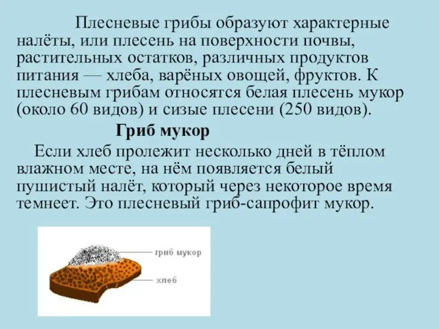 Плесневые грибы образуют характерные налёты, или плесень на поверхности почвы, растительных