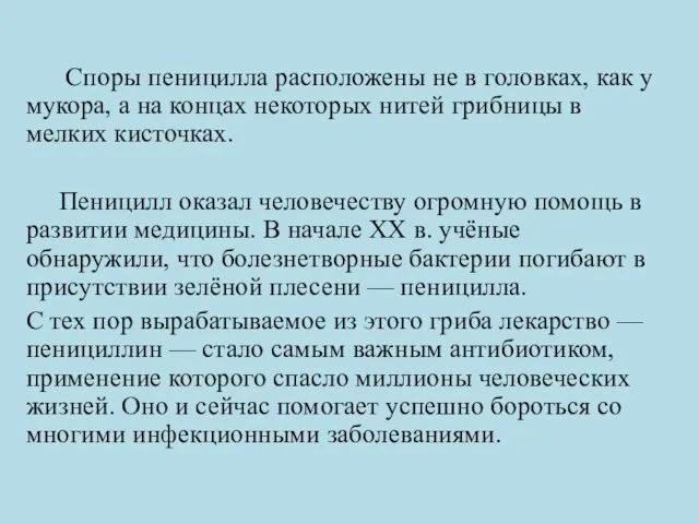 Споры пеницилла расположены не в головках, как у мукора, а на