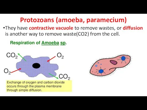 Protozoans (amoeba, paramecium) They have contractive vacuole to remove wastes, or