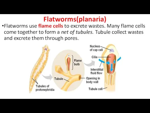 Flatworms(planaria) Flatworms use flame cells to excrete wastes. Many flame cells