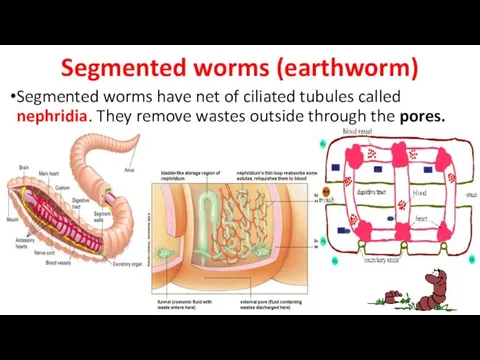 Segmented worms (earthworm) Segmented worms have net of ciliated tubules called