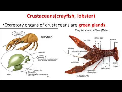 Crustaceans(crayfish, lobster) Excretory organs of crustaceans are green glands.