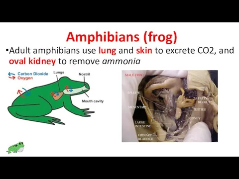 Amphibians (frog) Adult amphibians use lung and skin to excrete CO2,