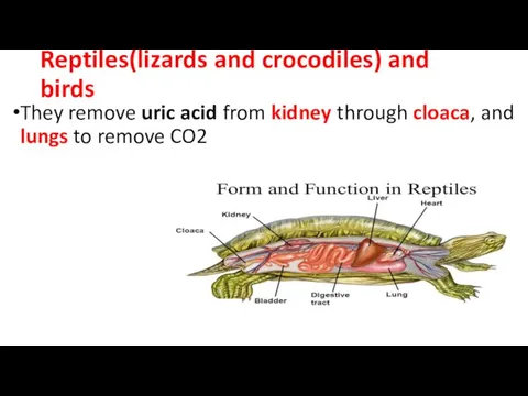 Reptiles(lizards and crocodiles) and birds They remove uric acid from kidney
