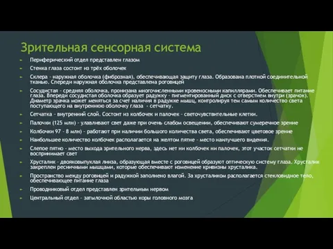 Зрительная сенсорная система Периферический отдел представлен глазом Стенка глаза состоит из