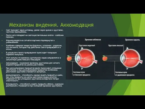 Механизм видения. Аккомодация Свет проходит через роговицу, далее через зрачок и