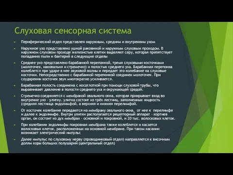 Слуховая сенсорная система Периферический отдел представлен наружным, средним и внутренним ухом