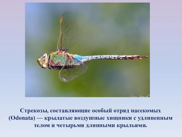 Стрекозы, составляющие особый отряд насекомых (Odonata) — крылатые воздушные хищники с