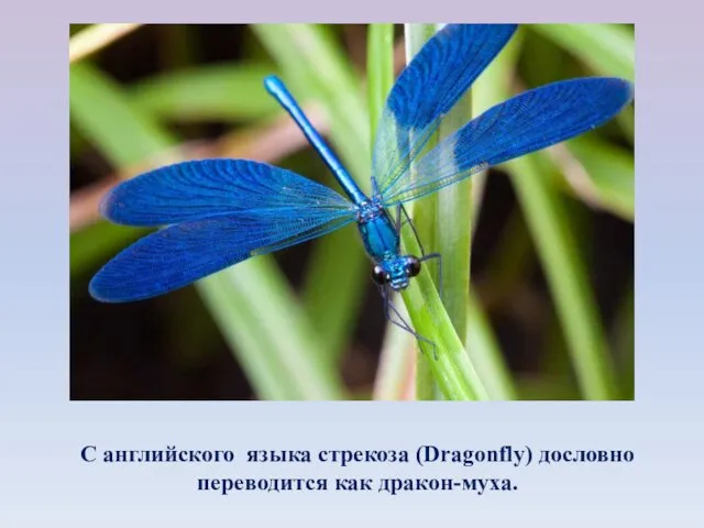 С английского языка стрекоза (Dragonfly) дословно переводится как дракон-муха.