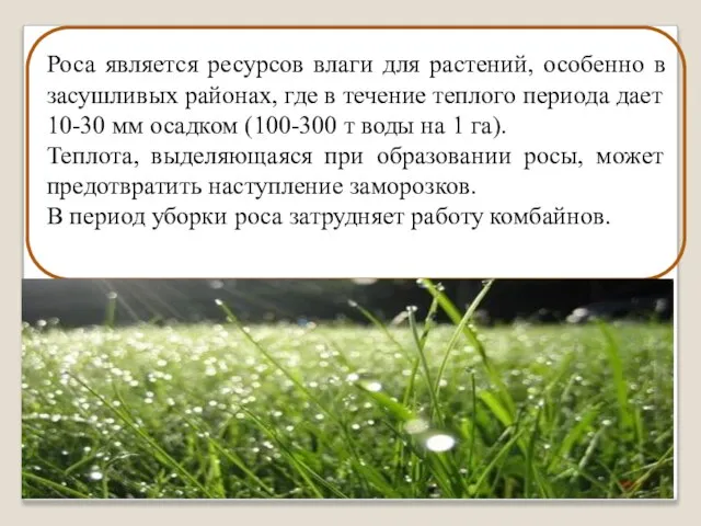 Роса является ресурсов влаги для растений, особенно в засушливых районах, где